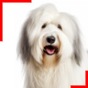 Bobtail