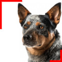 Australian Cattle Dog