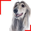 Afghan Hound