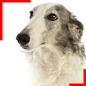 Borzoi