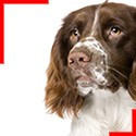 English Springer Spaniel