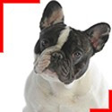 Brindle Pied Frenchie