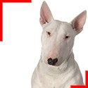 White Bull Terrier