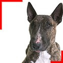 Brindle Bull Terrier