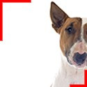 Red and White Bull Terrier 