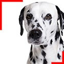 Dalmatian