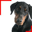 Dobermann