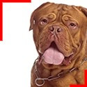 Dogue de Bordeaux