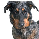 BF3 Beauceron @Cyno.png