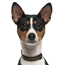 BJ9 Basenji.png