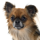 C15 Chihuahua @Cyno.png