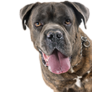 C78 Cane Corso bringé T.png