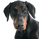 D02 Doberman @Cyno.png