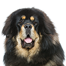 D39 Dogue Tibet T.png