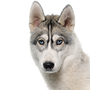 H02 Husky @Cyno.png