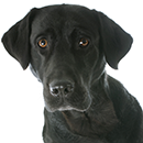 L01 Labrador @Cyno.png