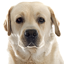 L03 Labrador @Cyno.png