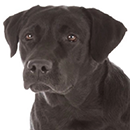 L25 Labrador ©artSILENSEcom.png