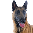 M08 Malinois ©Cyno.png