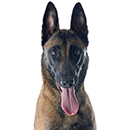 M10 Malinois ©Cyno.png