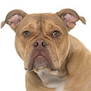 O01 Old English Bulldog T.jpg