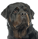 R01 Rott ©Cyno.png