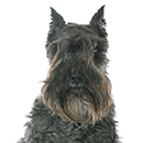 S03 Schnauzer ©Cyno.png