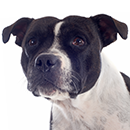 S17 Staffie ©Cyno.png