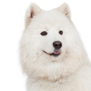 S38 Samoyede ©Kutnesov.png