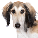 S46 Saluki ©otsphoto copy.png