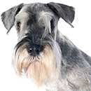 S55 Schnauzer ©Cyno.png