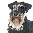 S61 Schnauzer ©Cyno.png