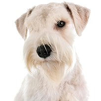 S78 Schnauzer.png