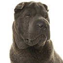 S83 Sharpei.jpeg